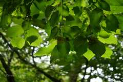 Corylus jacquemontii